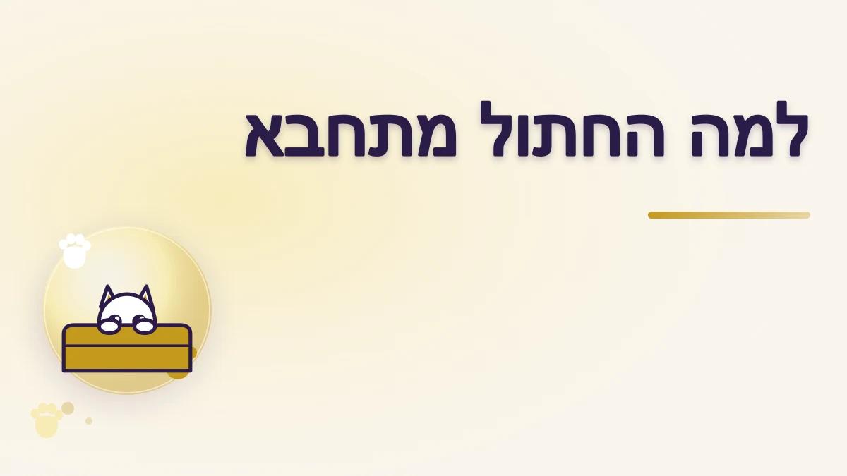 חתול מתחבא: מתי לתת לו מרחב ומתי לבדוק מה קרה