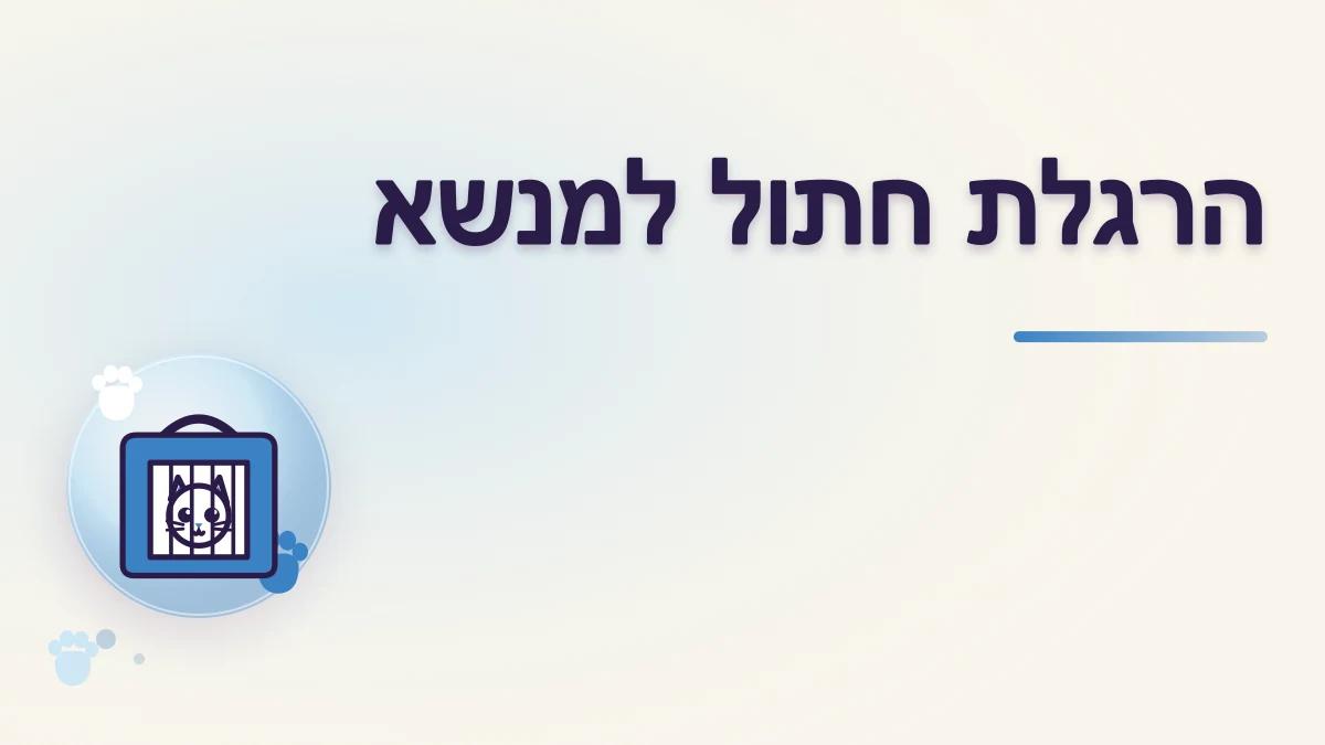 איך מנקים מנשא ומרגילים חתול להיכנס אליו