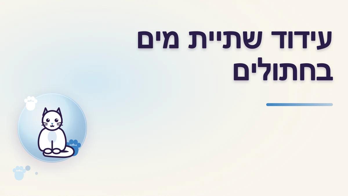 כמה מים חתול צריך ואיך מעודדים שתייה