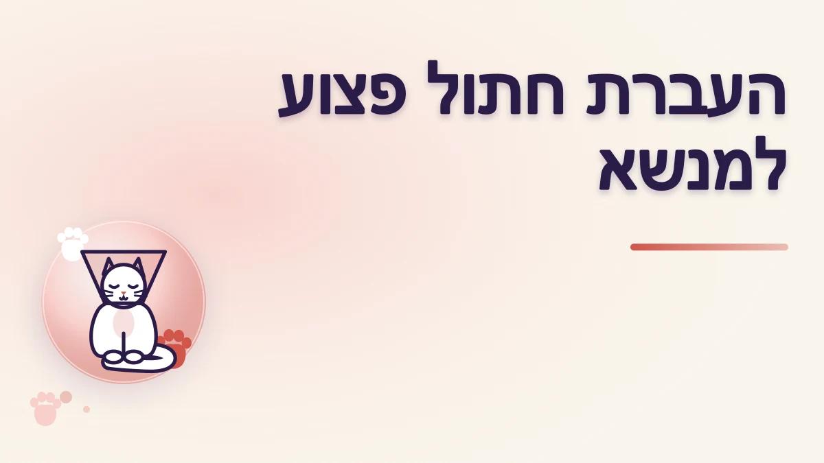 איך מעבירים חתול פצוע למנשא בצורה בטוחה