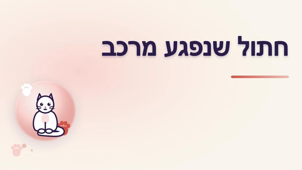 חתול שנפגע מרכב: איך לפעול בלי לסכן אותו או את עצמך