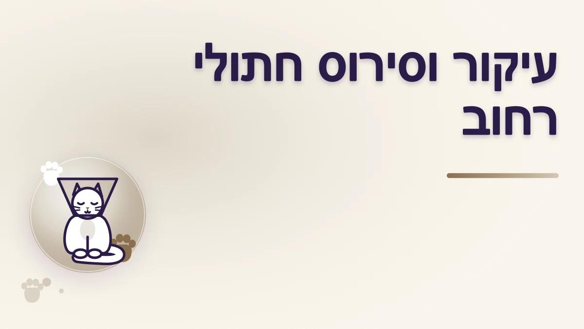 עיקור וסירוס חתולי רחוב: למי פונים ואיך מתארגנים