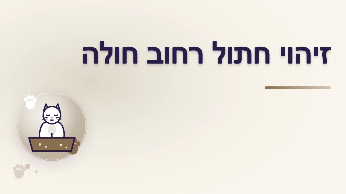 איך מזהים חתול רחוב שזקוק לטיפול רפואי