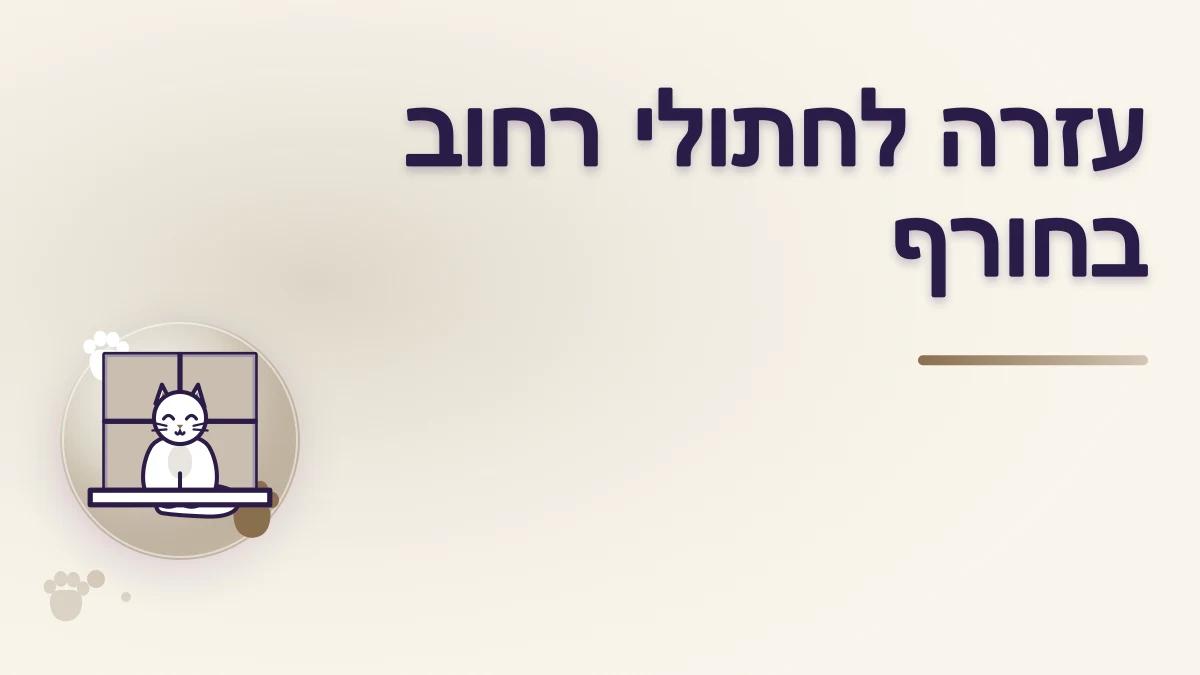 איך עוזרים לחתולי רחוב בחורף