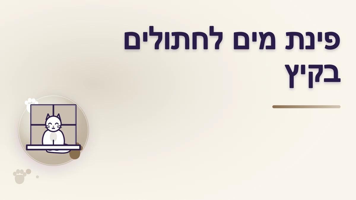 איך מכינים פינת מים לחתולי רחוב בקיץ