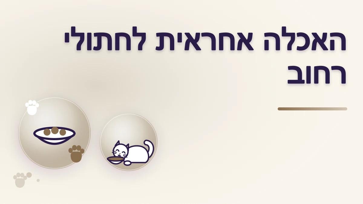 האכלה אחראית של חתולי רחוב: מקום, שעות וניקיון