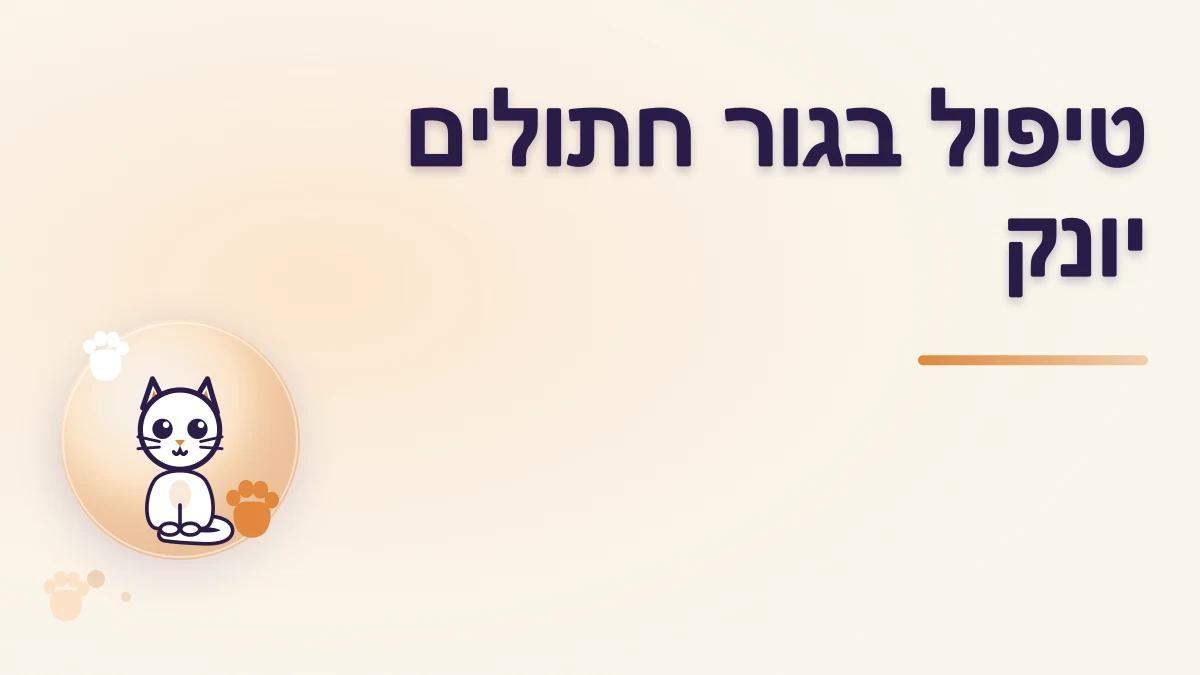 טיפול בגור חתולים יונק: מה חשוב ללמוד לפני שמתחילים