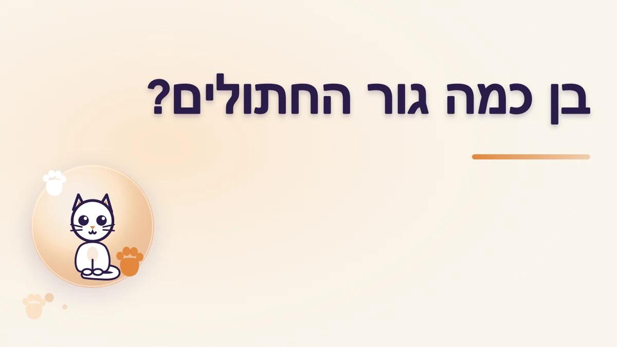 איך מעריכים את גילו של גור חתולים