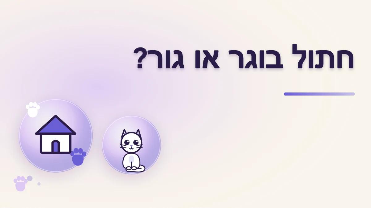 חתול בוגר או גור: מה מתאים לבית שלך?