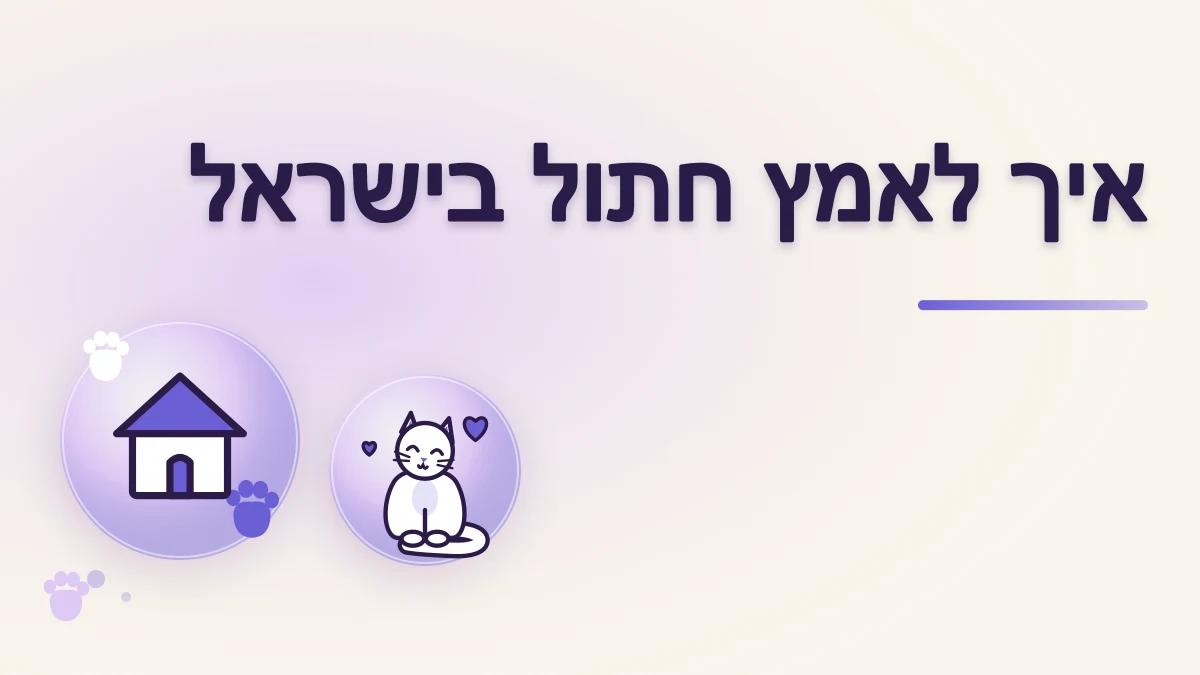 איך מאמצים חתול בישראל: התהליך מההחלטה ועד הבית
