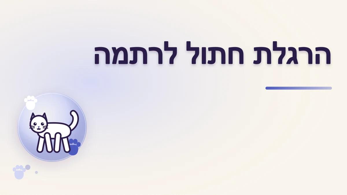 איך מרגילים חתול לרתמה בהדרגה