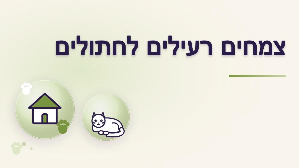 צמחים רעילים לחתולים: איך בודקים לפני שמכניסים הביתה
