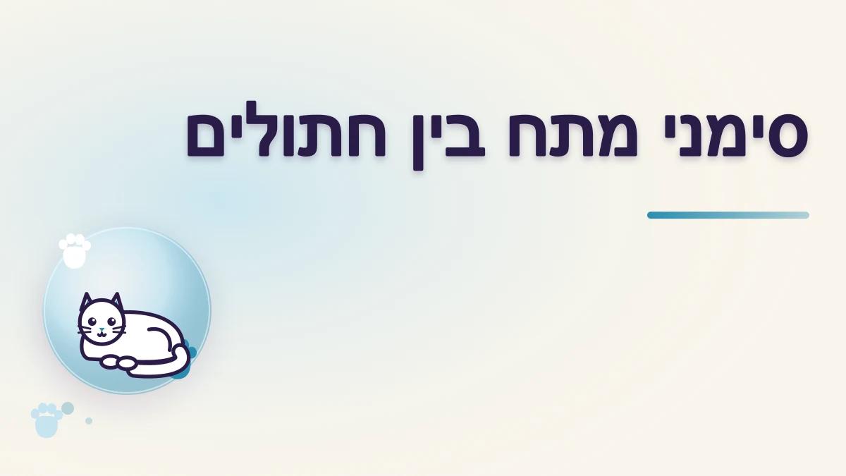 סימנים למתח בין חתולים שחיים יחד