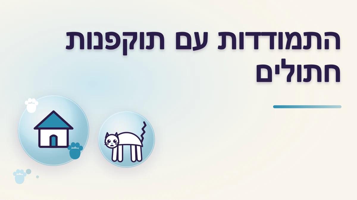 חתול תוקף חתול אחר בבית: מה לבדוק