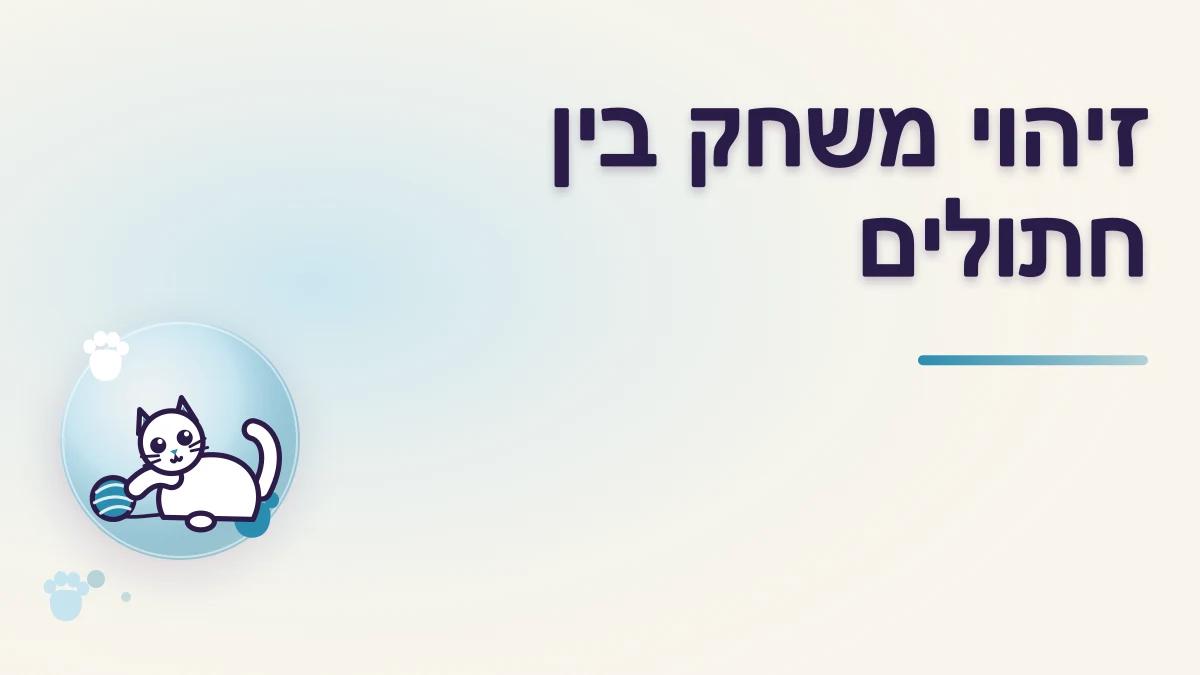 איך מזהים משחק הדדי בין חתולים
