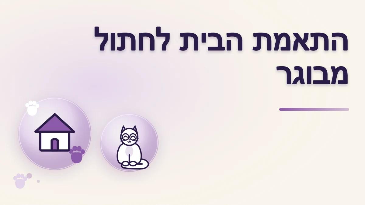 איך מתאימים את הבית לחתול מבוגר