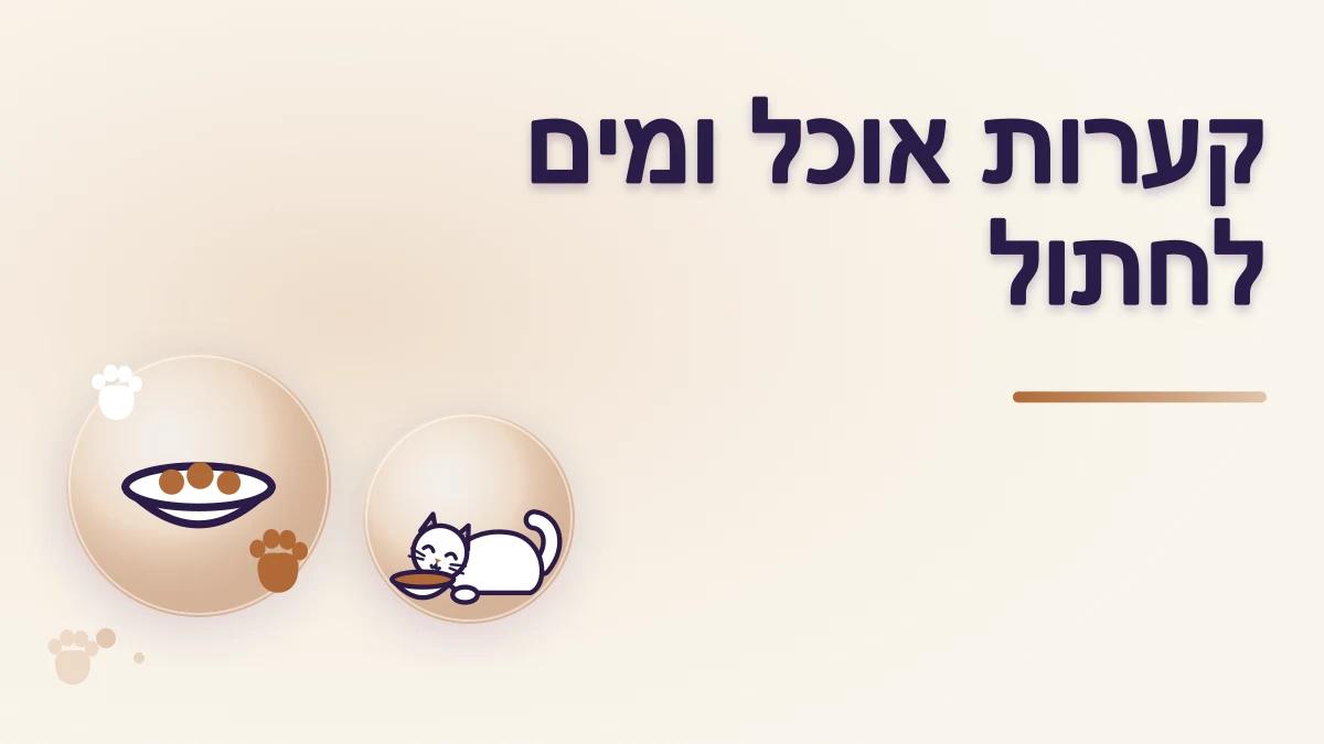 איך בוחרים קערות אוכל ומים לחתול