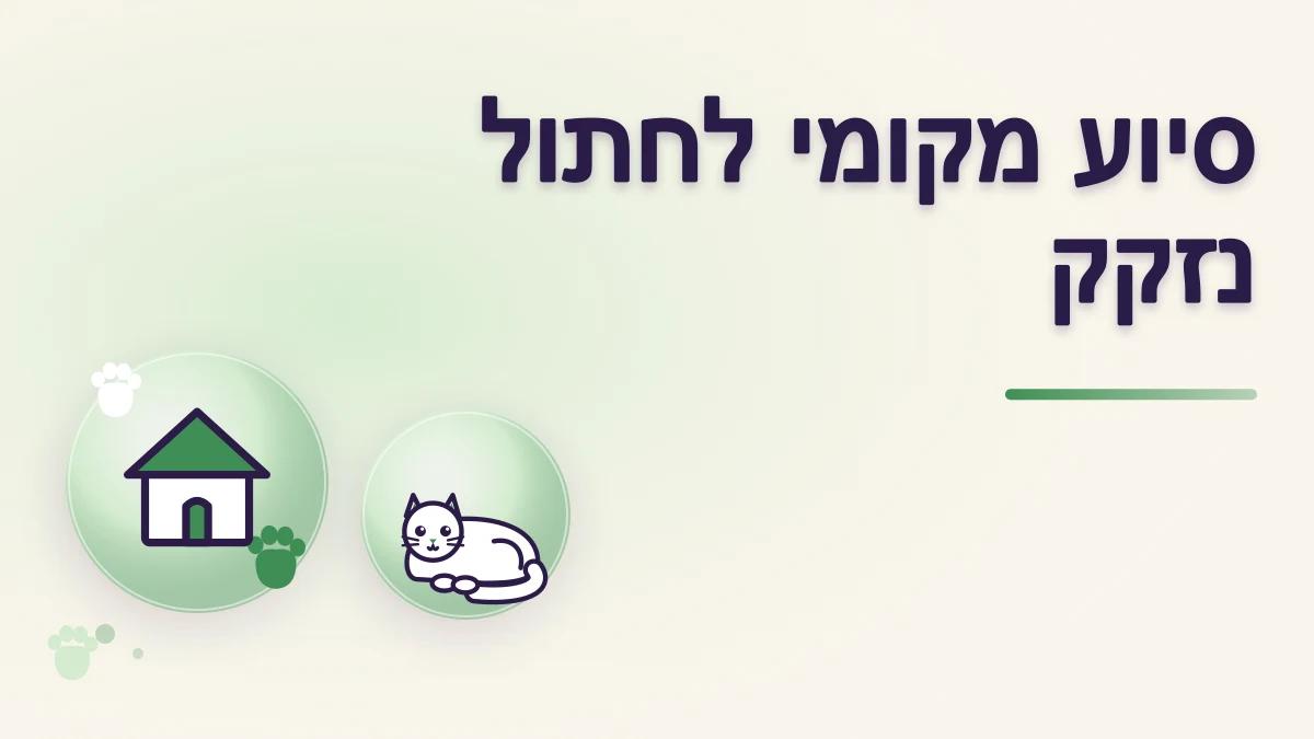 איך מארגנים סיוע מקומי לחתול שזקוק לבית